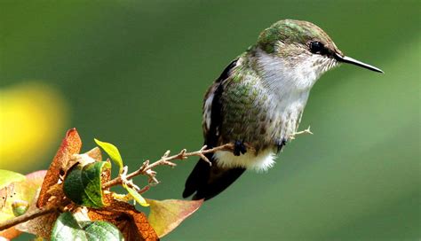  Land of the Hummingbirds: Unveiling Mexico's Literary Tapestry through Ecological Metaphor